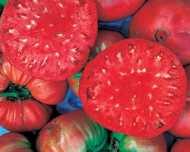 Giant Belgium Tomato Seeds